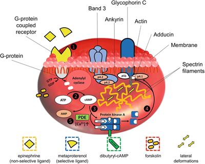 The Effects of Different Signaling Pathways in Adenylyl Cyclase Stimulation on Red Blood Cells Deformability